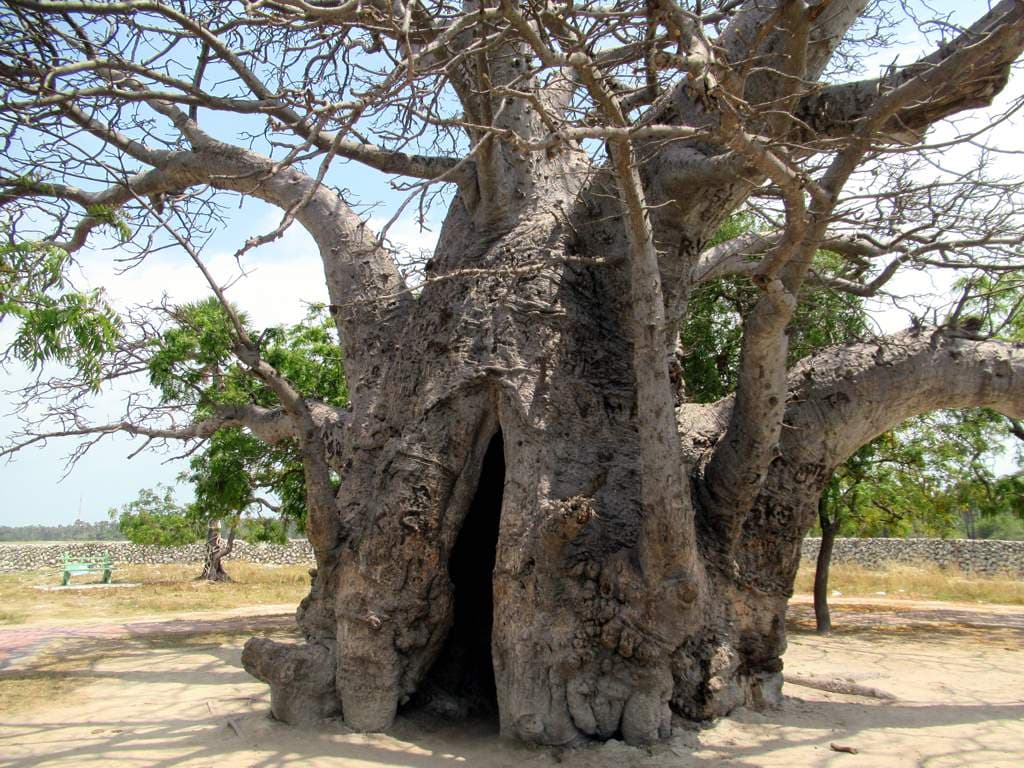 Massive baobab tree on Delft (Neduntheevu) Island, Sri Lanka