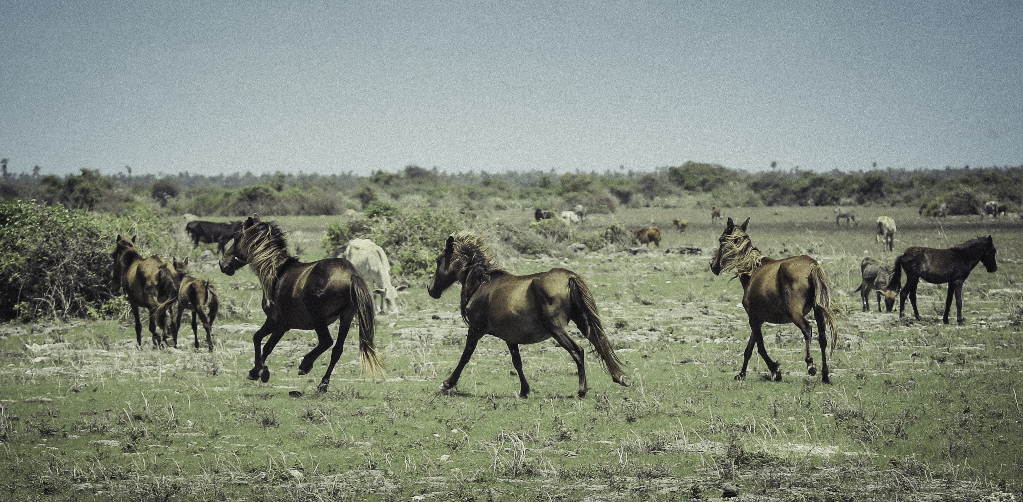Wild horses running across the open plain on Delft Island